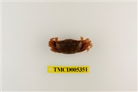 藏品(弧邊管招潮蟹)的圖片